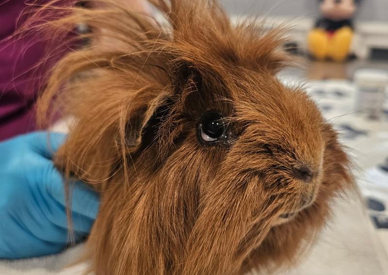 Carousel Slide 3: Charleston Farm Veterinarian